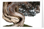 bonsai juniper by Anonymous