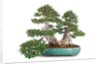 bonsai ficus by Anonymous