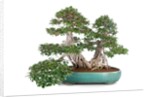bonsai ficus by Anonymous