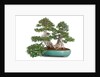 bonsai ficus by Anonymous