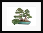 bonsai ficus by Anonymous