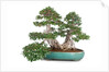 bonsai ficus by Anonymous