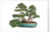 bonsai ficus by Anonymous