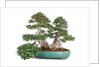 bonsai ficus by Anonymous