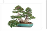 bonsai ficus by Anonymous