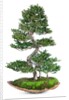 bonsai by Anonymous