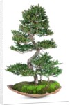 bonsai by Anonymous