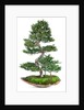 bonsai by Anonymous