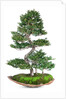 bonsai by Anonymous