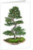 bonsai by Anonymous