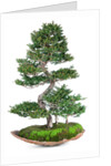 bonsai by Anonymous
