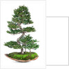 bonsai by Anonymous