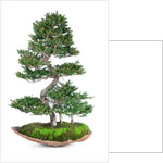 bonsai by Anonymous