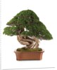 bonsai juniper by Anonymous