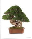 bonsai juniper by Anonymous