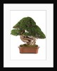 bonsai juniper by Anonymous