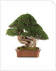bonsai juniper by Anonymous