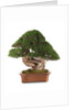 bonsai juniper by Anonymous