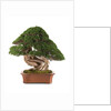 bonsai juniper by Anonymous