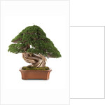 bonsai juniper by Anonymous