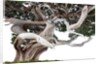bonsai juniper by Anonymous