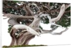bonsai juniper by Anonymous