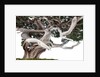 bonsai juniper by Anonymous