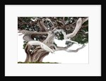 bonsai juniper by Anonymous