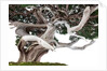 bonsai juniper by Anonymous