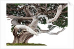 bonsai juniper by Anonymous