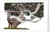 bonsai juniper by Anonymous