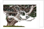 bonsai juniper by Anonymous