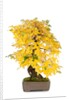 bonsai by Anonymous