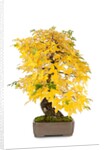 bonsai by Anonymous
