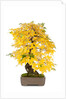 bonsai by Anonymous