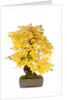 bonsai by Anonymous