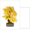bonsai by Anonymous