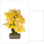 bonsai by Anonymous