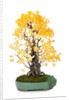 bonsai ginko biloba by Anonymous