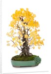 bonsai ginko biloba by Anonymous