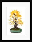 bonsai ginko biloba by Anonymous