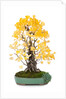 bonsai ginko biloba by Anonymous