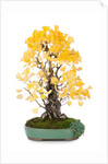 bonsai ginko biloba by Anonymous