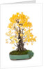 bonsai ginko biloba by Anonymous