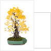 bonsai ginko biloba by Anonymous