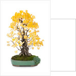 bonsai ginko biloba by Anonymous