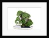 bonsai by Anonymous
