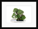 bonsai by Anonymous
