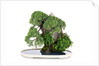 bonsai by Anonymous