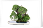 bonsai by Anonymous